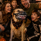🎃 Tänään -50 %! 🐶 Halloween-koiran suukappale, jossa on kammottavat vampyyrin hampaat